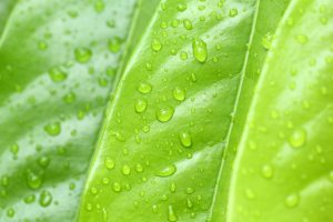 Fresh water drops