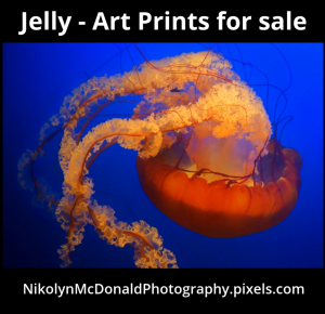 Jellyfish Art Prints - Promo Video for Artist Nikolyn McDonald